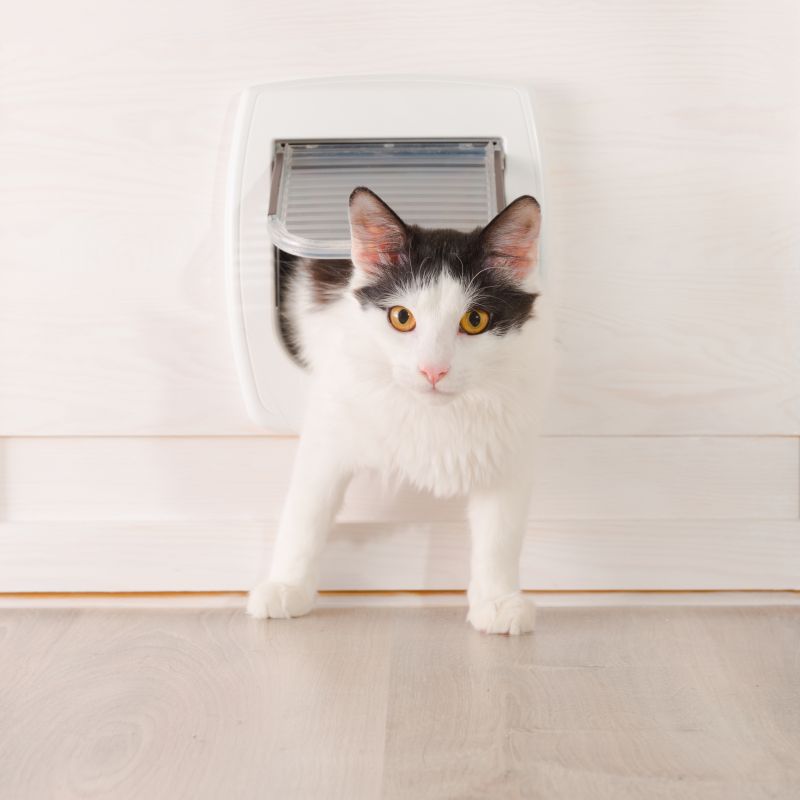 Cat Door Installation
